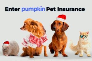 pumpkin pet insurance 