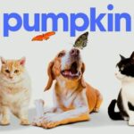 pumpkin pet insurance